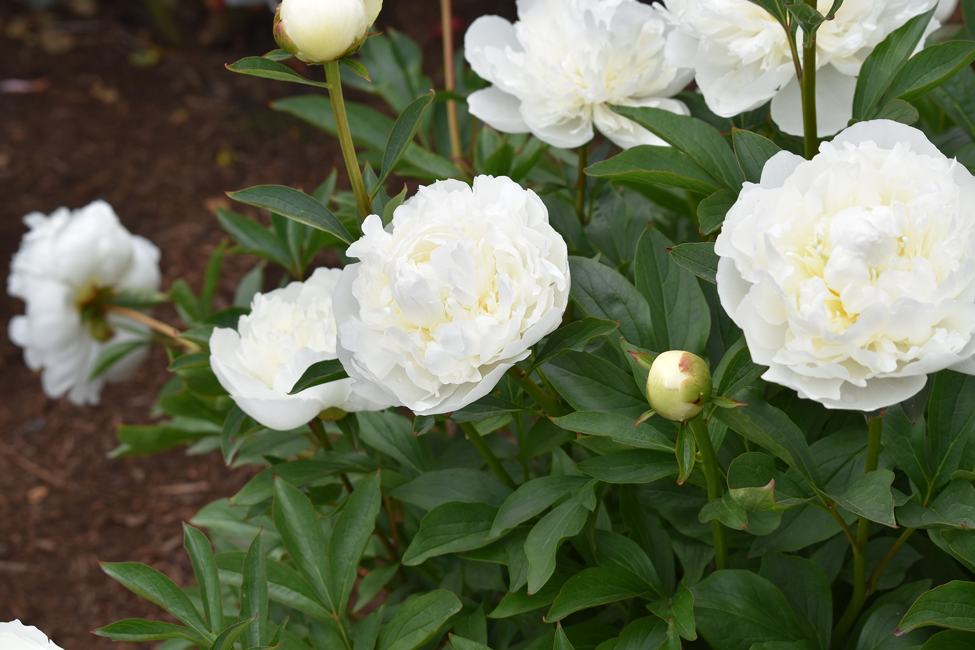 Adelman Peony Gardens - Premium Peony Roots | Salem, Oregon