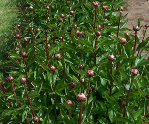 Herbaceous Lactiflora Peony
