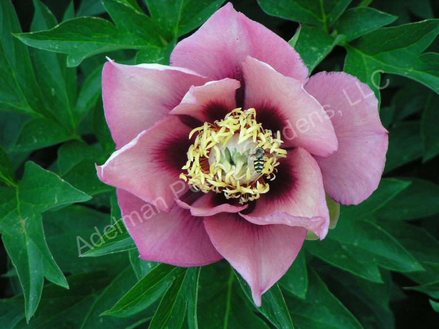 The Old Rose Dandy | Adelman Peony Gardens Peony